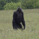 Un chimpancé macho adulto en el Parque Nacional Loango en Gabón